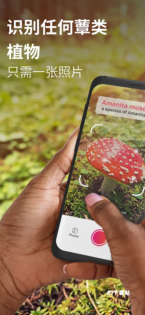 蘑菇识别扫一扫